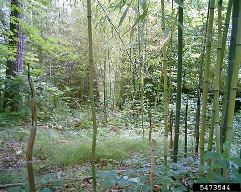 invasive bamboo in maryland